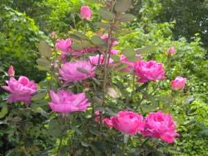 DoublePinkRoses.Terrace