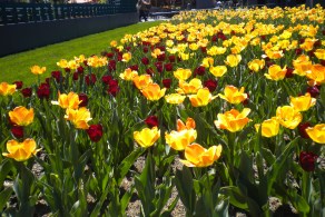 BotanicalGardens.Tulips 6.2016