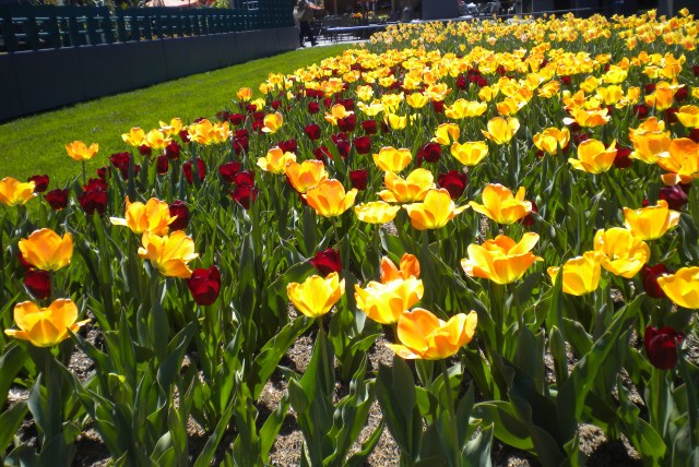 BotanicalGardens.Tulips 6.2016