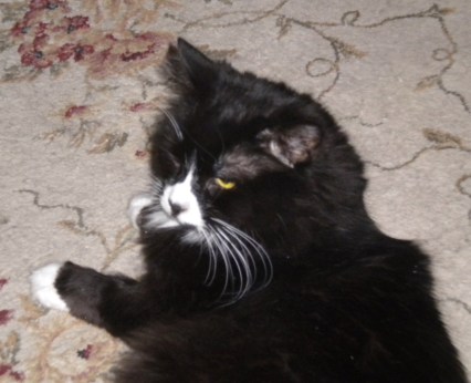 2015-02-08 001 2015-02-08 003