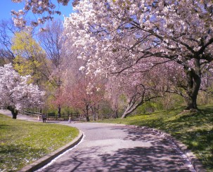 BotanicalGardens.Walkway.CherryBlossoms 6.2016