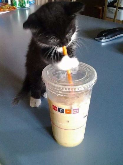 Starbucks Kitty