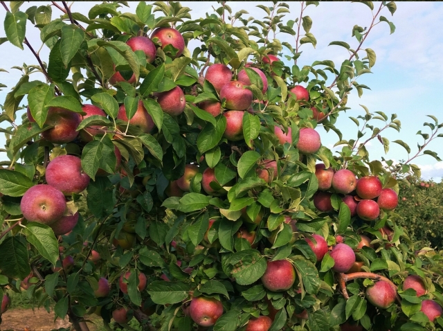 apple-picking-outhouse-orchards-salem-ny
