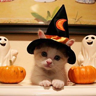 halloween-kitty