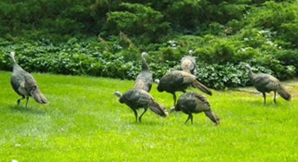 wild-turkeys-hollandpl-hartsdale-ny