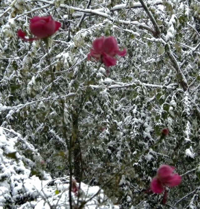 roses-in-the-snow-2-8-17