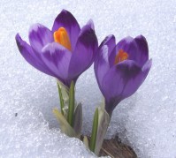 Crocuses in Snow 4.25.17
