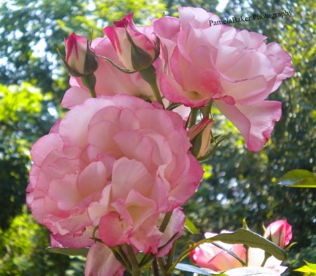 FirstRose of Spring.Terrace. 4.12.17.watermarked