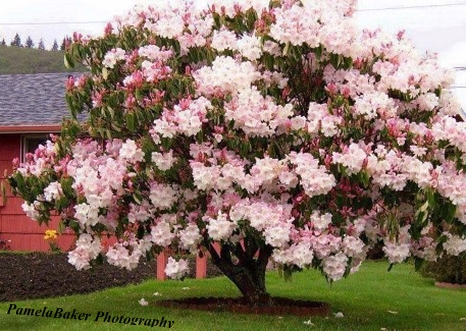 ManorPark.Irvington. Cherry Blossom Tree.watermarked 4.18.17