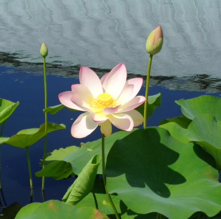 NYBotanicalGardens.Water Lily