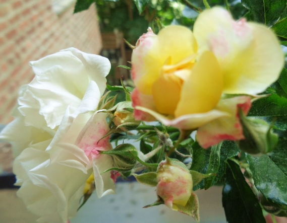 Roses.PopCornRoses.Terrace 6.11.17