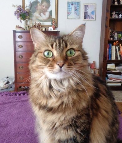 BabyBell.8yr. 6.16.17