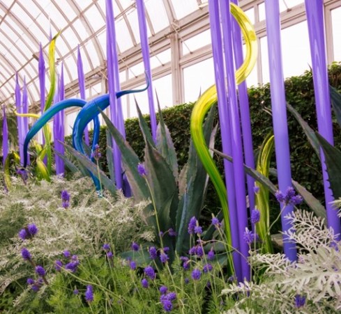 Chihuly.Glass House Purple Fiori.pammy