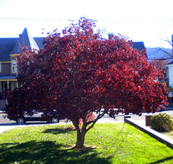 Beacon NY. StJohn Rectory 11.15.16