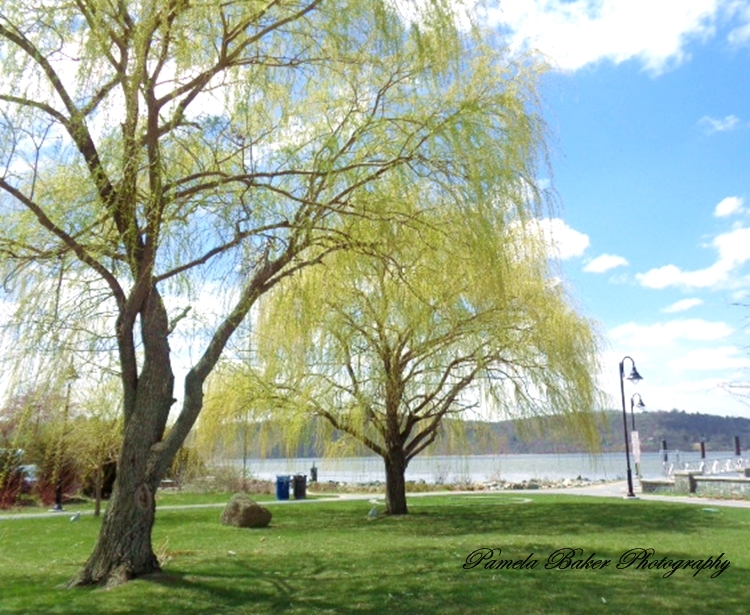 Irvington,NY.Waterfront.WeepingWillow.watermarked 4.25.18 - Copy