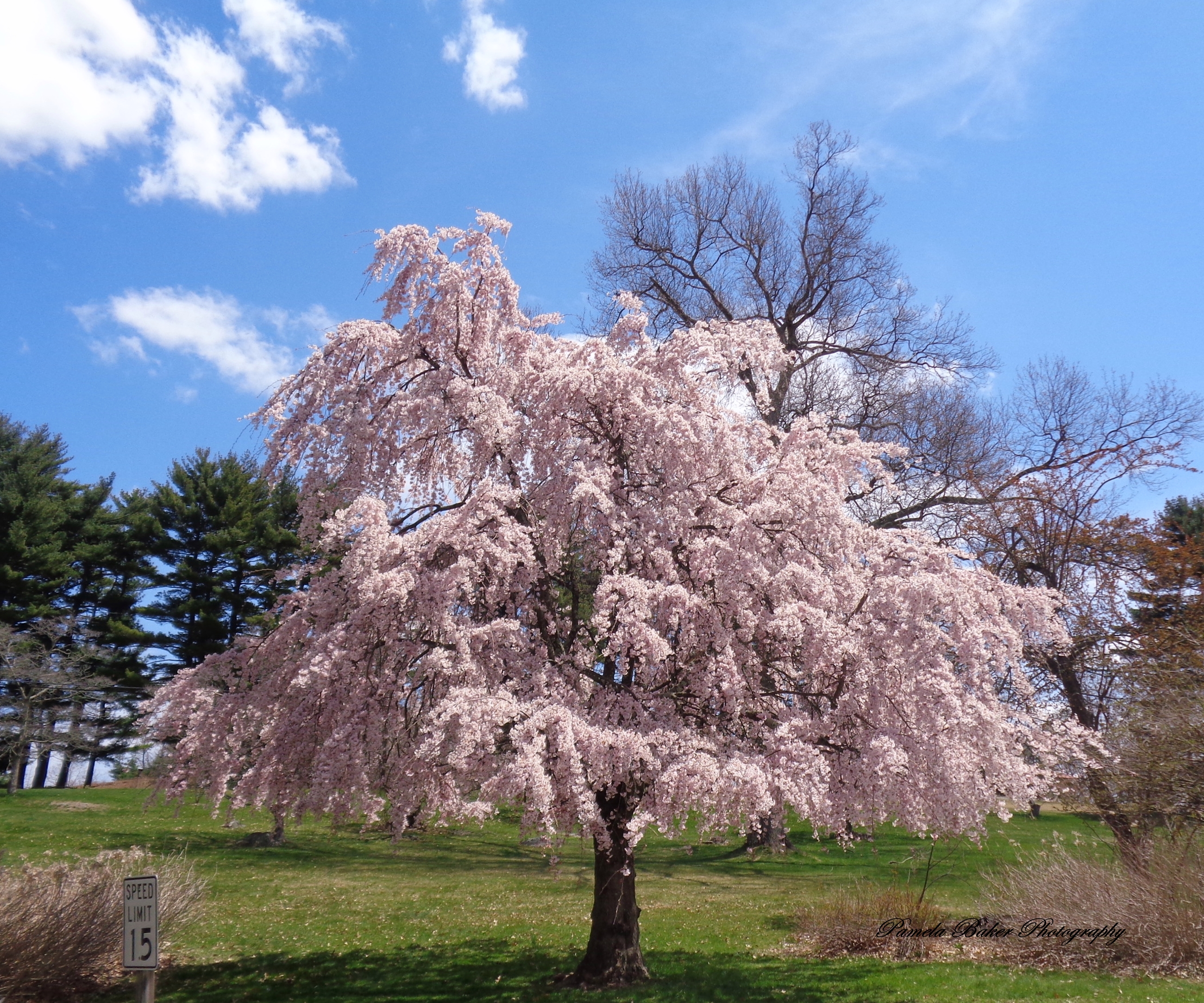 Hartsdale.HartsPreserve.CherryBlossom.watermarked 4.25.18