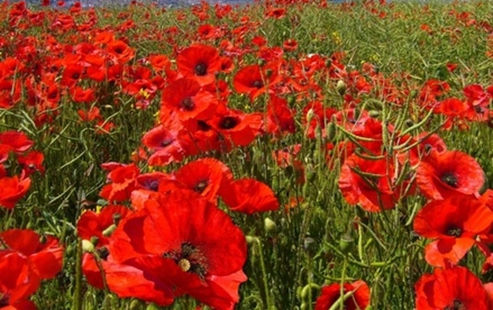 MemorialDayBlog.FieldofPoppies Photograph 5.29.18
