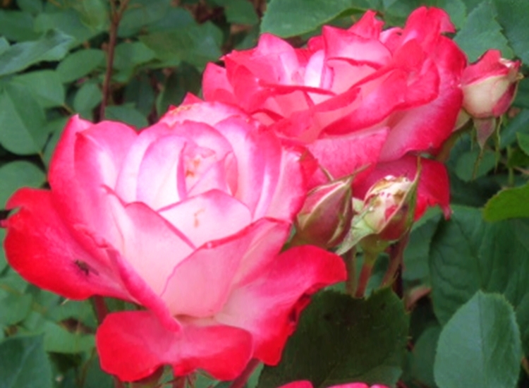 PeggyRockefellerRoseGarden. Betty Boop Floribunda Roses. RedWhiteRose.closeup 6.10.18