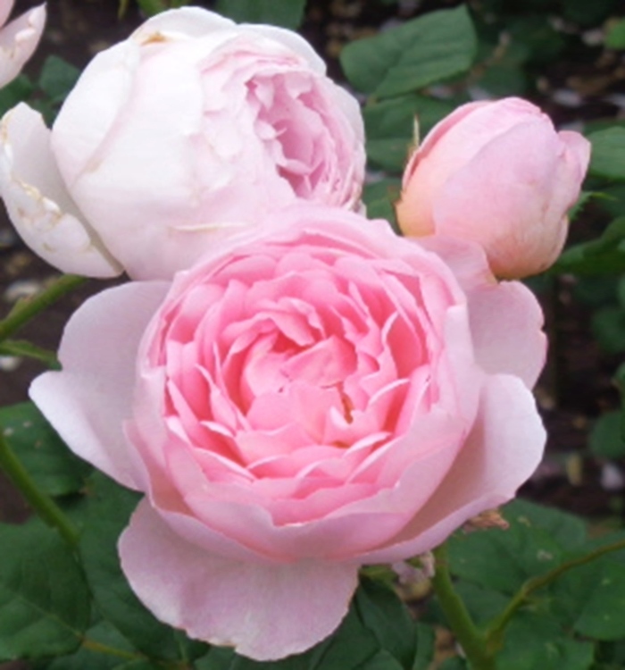 PeggyRockefellerRoseGarden.PrincessAlexandraofLuxembourg.DoublePinkRoses.closeup. 6.10.18