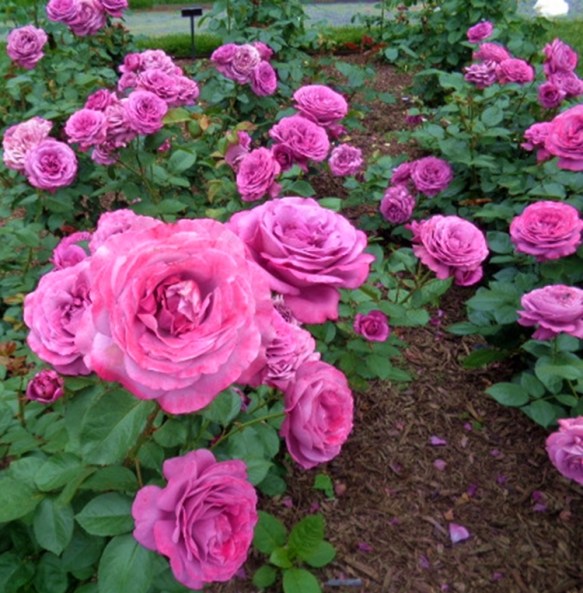 PeggyRockefellerRoseGarden.Purple Rain BunchofPurpleRoses 6.15.18