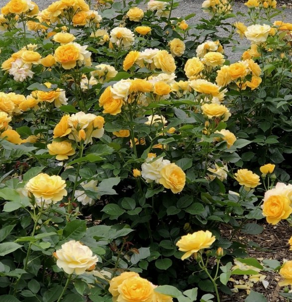 PeggyRockefellerRoseGarden.The Poets Wife. YellowHybridRoses 6.15.18
