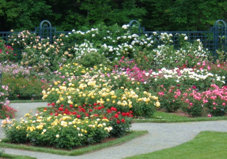 PeggyRockefellerRoseGarden.VarietyofRoses.overview 6.15.18