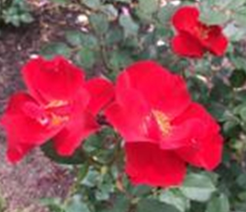 PeggyRockefellerRoselGarden.MiracleontheHudson .Red RoseBushes 6.16.18