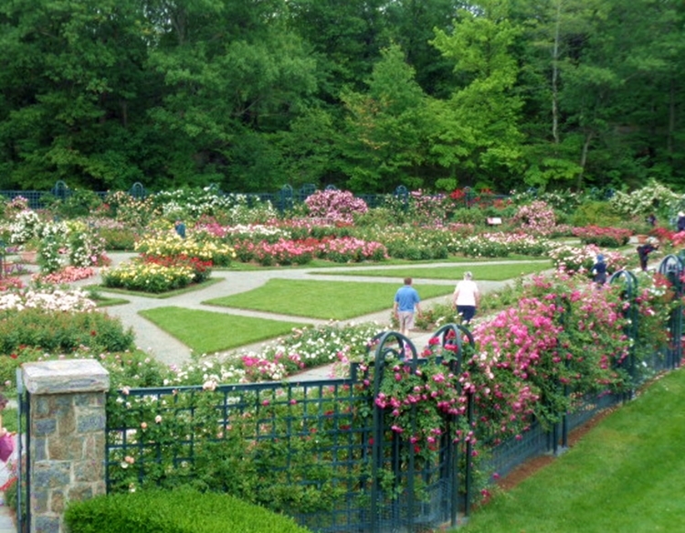 PeggyRooseveltRoseGarden.EntranceOverview 6.15.18